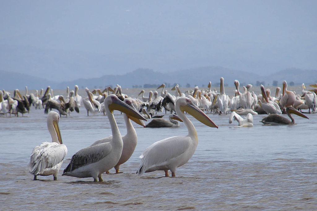 Pelicans-Lake-Chamo-South-Ethiopia-1024x683