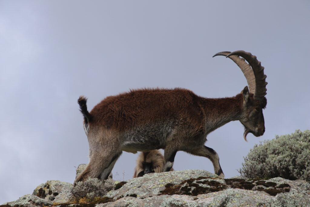 Simien Mountains National Park & Gondar