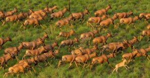 Tiang in Boma and Badingilo National Park, South Sudan © Marcus Westberg