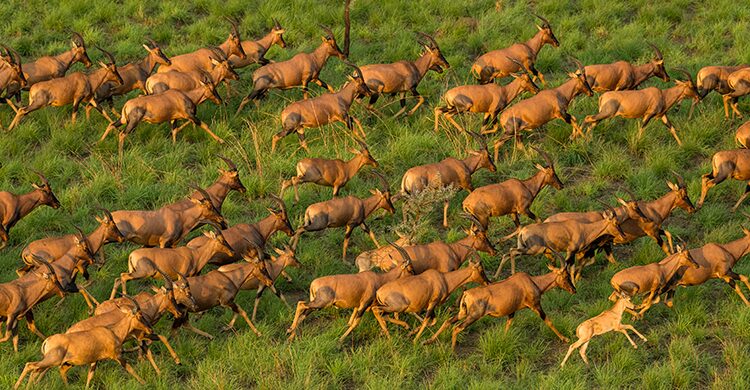Tiang in Boma and Badingilo National Park, South Sudan © Marcus Westberg