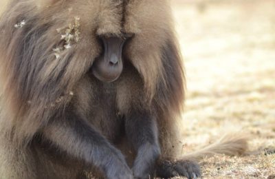 Gelada-baboon-Semien-mountains-National-Park-1024×683 Gelada-baboon-Semien-mountains-National-Park-1024x683