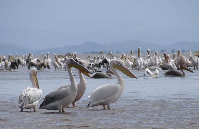 Pelicans-Lake-Chamo-South-Ethiopia-1024×683 (1) Pelicans-Lake-Chamo-South-Ethiopia-1024x683 (1)